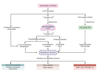 Basic Principles of Cell Injury and Adaptation | PPTX