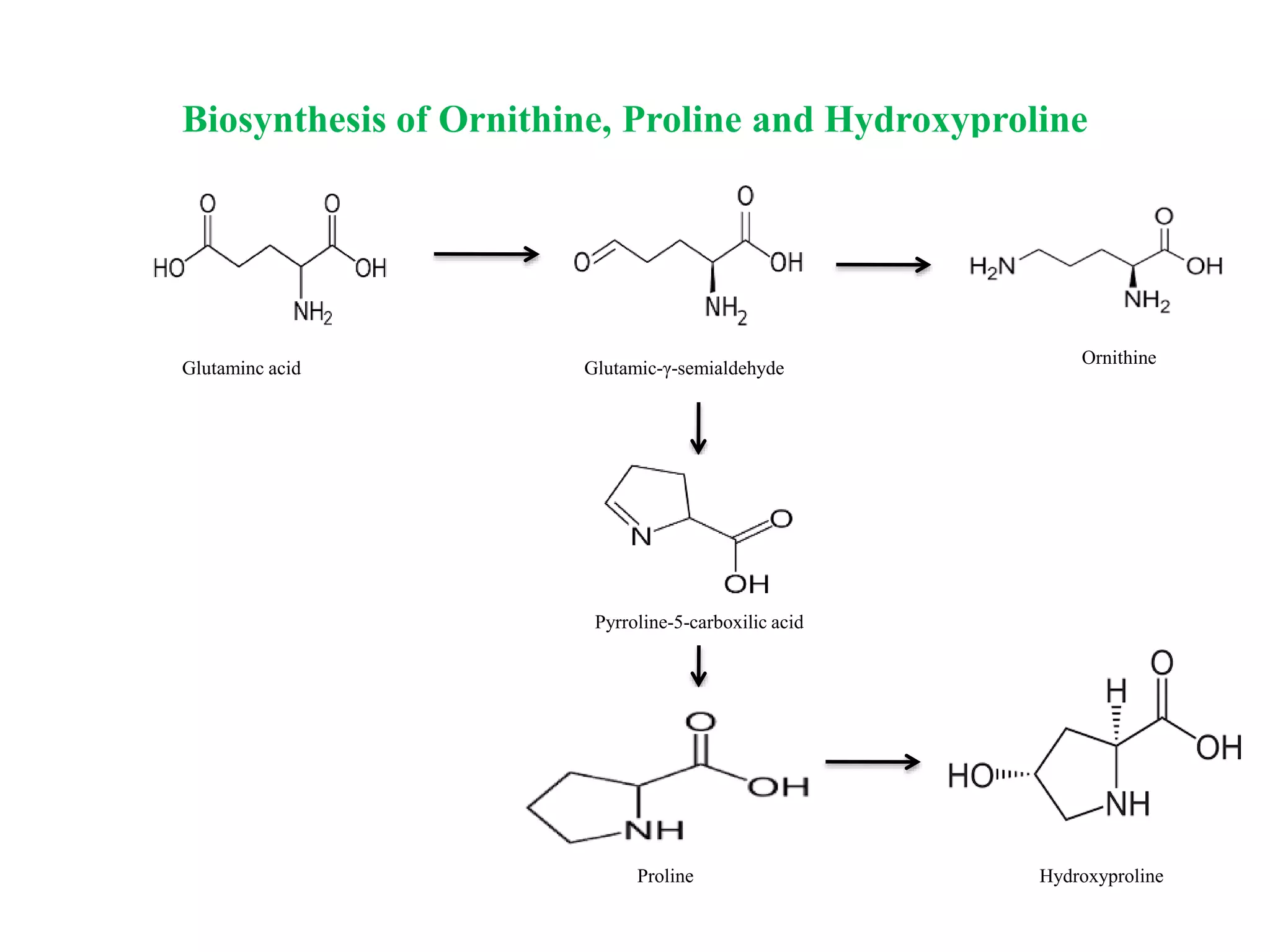 Biosynthesis of Ornithine, Proline and Hydroxyproline
Glutaminc acid Glutamic-γ-semialdehyde
Ornithine
Pyrroline-5-carboxilic acid
Proline Hydroxyproline
 