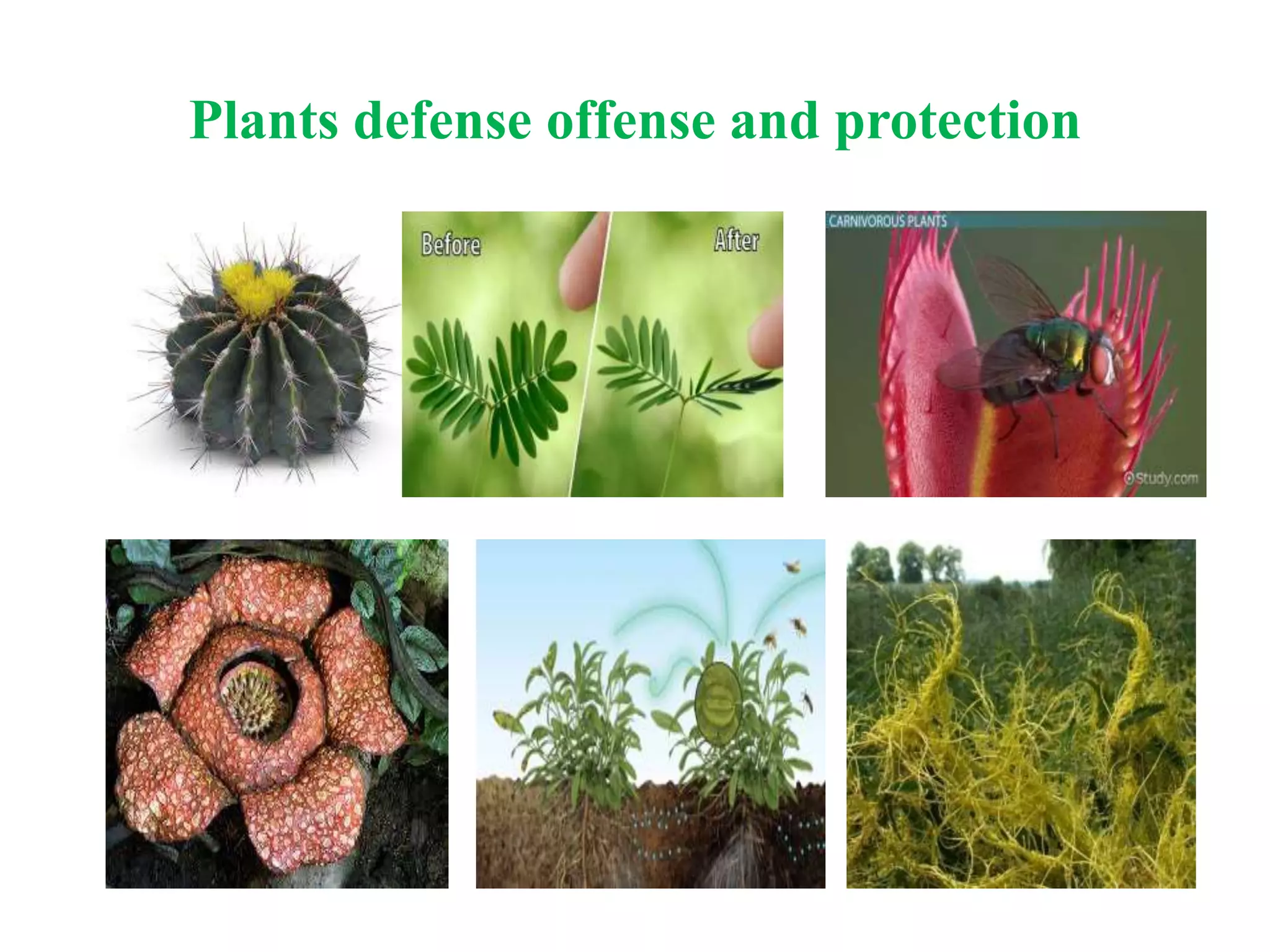 Plants defense offense and protection
 