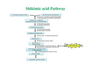 Shikimic acid Pathway
 