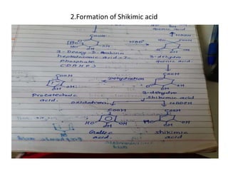 2.Formation of Shikimic acid
 