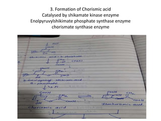 3. Formation of Chorismic acid
Catalysed by shikamate kinase enzyme
Enolpyruvylshikimate phosphate synthase enzyme
chorismate synthase enzyme
 