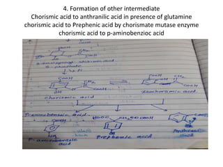 4. Formation of other intermediate
Chorismic acid to anthranilic acid in presence of glutamine
chorismic acid to Prephenic acid by chorismate mutase enzyme
chorismic acid to p-aminobenzioc acid
 