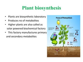 Plant biosynthesis
• Plants are biosynthetic laboratory
• Produces no of metabolites
• Higher plants are also called as
solar powered biochemical factory
• This factory manufactures primary
and secondary metabolites
 