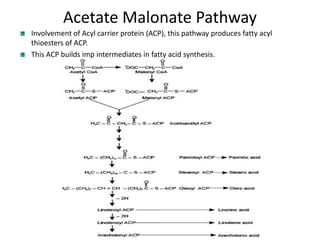 Acetate Malonate Pathway
Involvement of Acyl carrier protein (ACP), this pathway produces fatty acyl
thioesters of ACP.
This ACP builds imp intermediates in fatty acid synthesis.
 