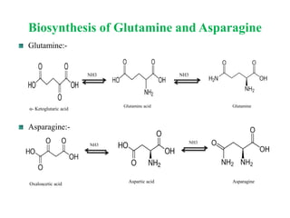 Biosynthesis of Glutamine and Asparagine
Glutamine:-
Asparagine:-
NH3 NH3
α- Ketoglutaric acid
GlutamineGlutaminc acid
NH3
NH3
Oxaloacetic acid
Aspartic acid Asparagine
 