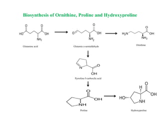 Biosynthesis of Ornithine, Proline and Hydroxyproline
Glutaminc acid Glutamic-γ-semialdehyde
Ornithine
Pyrroline-5-carboxilic acid
Proline Hydroxyproline
 