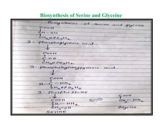 Biosynthesis of Serine and Glyceine
 