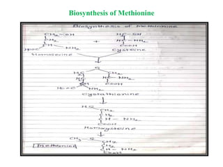 Biosynthesis of Methionine
 