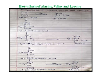 Biosynthesis of Alanine, Valine and Leucine
 