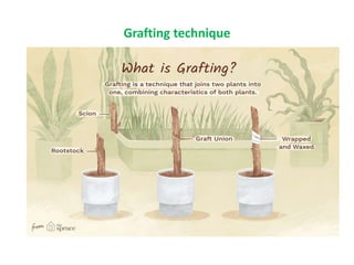 Grafting technique
 