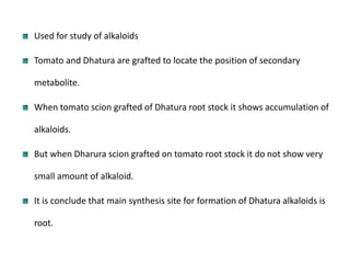 Used for study of alkaloids
Tomato and Dhatura are grafted to locate the position of secondary
metabolite.
When tomato scion grafted of Dhatura root stock it shows accumulation of
alkaloids.
But when Dharura scion grafted on tomato root stock it do not show very
small amount of alkaloid.
It is conclude that main synthesis site for formation of Dhatura alkaloids is
root.
 