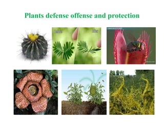 Plants defense offense and protection
 