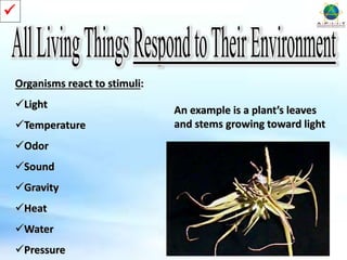 Simple Introduction Slide Example Introduction to Life | PPTX