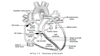 introduction to biomedical instrumentation