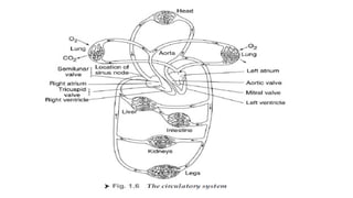 introduction to biomedical instrumentation