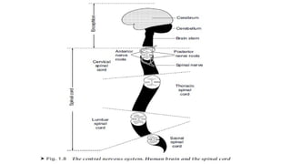 introduction to biomedical instrumentation