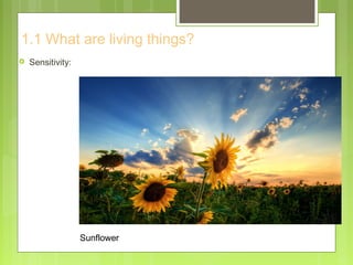 1.1 What are living things?
 Sensitivity:
Sunflower
 