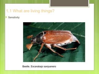 1.1 What are living things?
 Sensitivity:
Beetle. Escarabajo sanjuanero
 