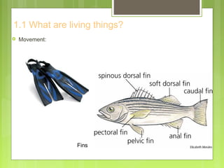 1.1 What are living things?
 Movement:
Fins
 