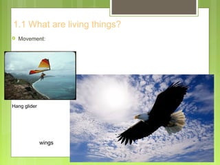 1.1 What are living things?
 Movement:
wings
Hang glider
 