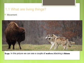 1.1 What are living things?
 Movement:
Legs. In this picture we can see a couple of wolves attacking a bison
 