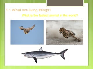 1.1 What are living things?
What is the fastest animal in the world?
 