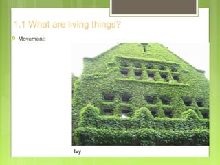 1.1 What are living things?
 Movement:
Ivy
 
