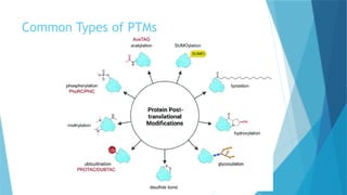 Protein Modification Types Post-Translational Modifications of Proteins | PPTX