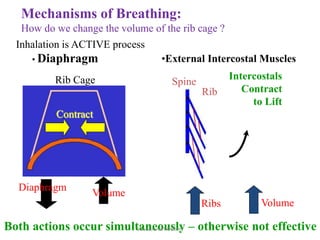 Inhaled Rib Unit 1; Respiratory System, Educational Platform.pptx
