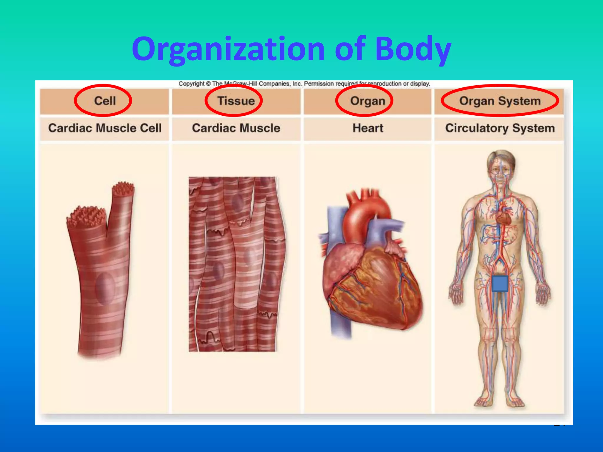 Organization of Body




                       21
 
