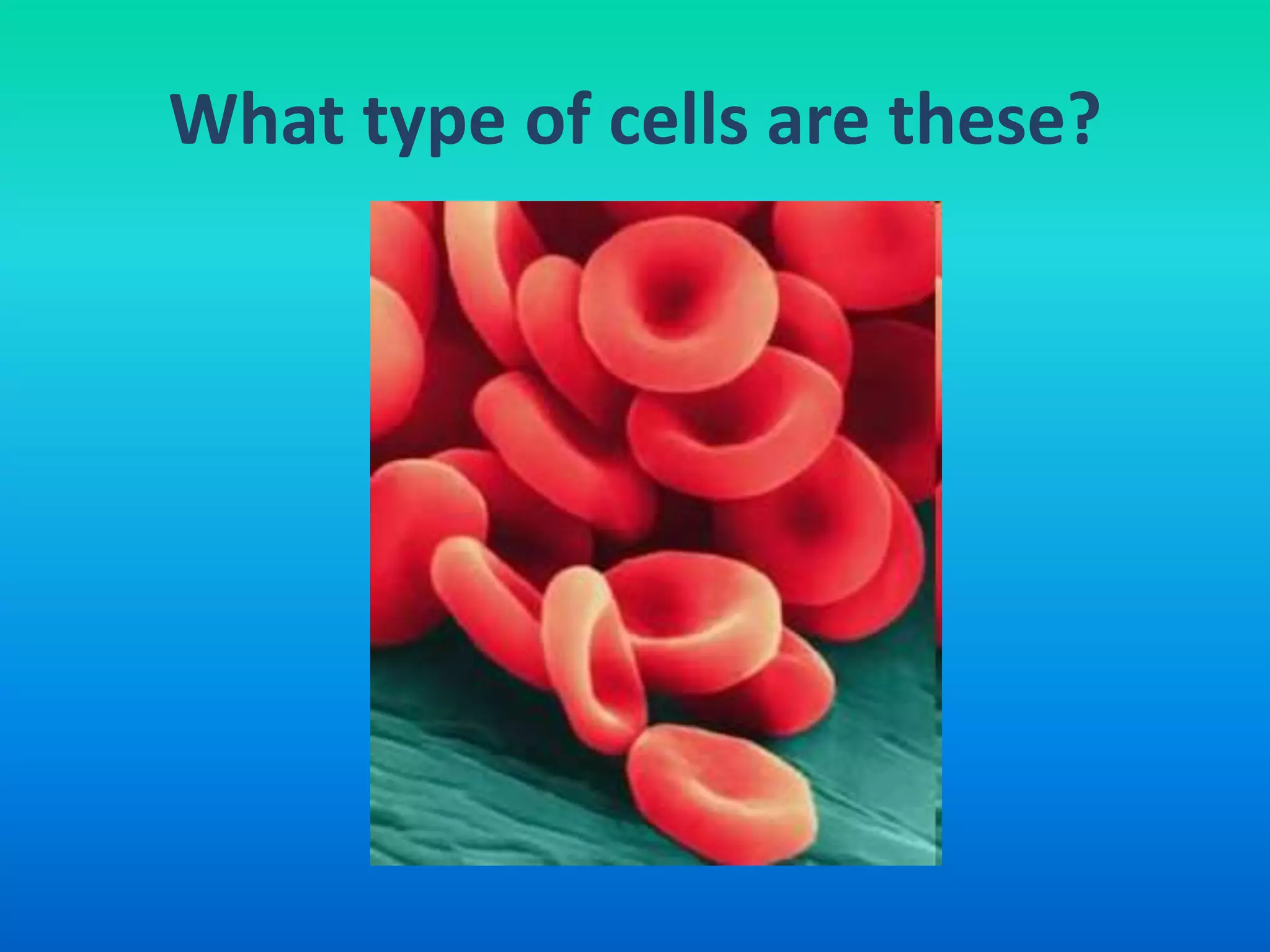 What type of cells are these?
 