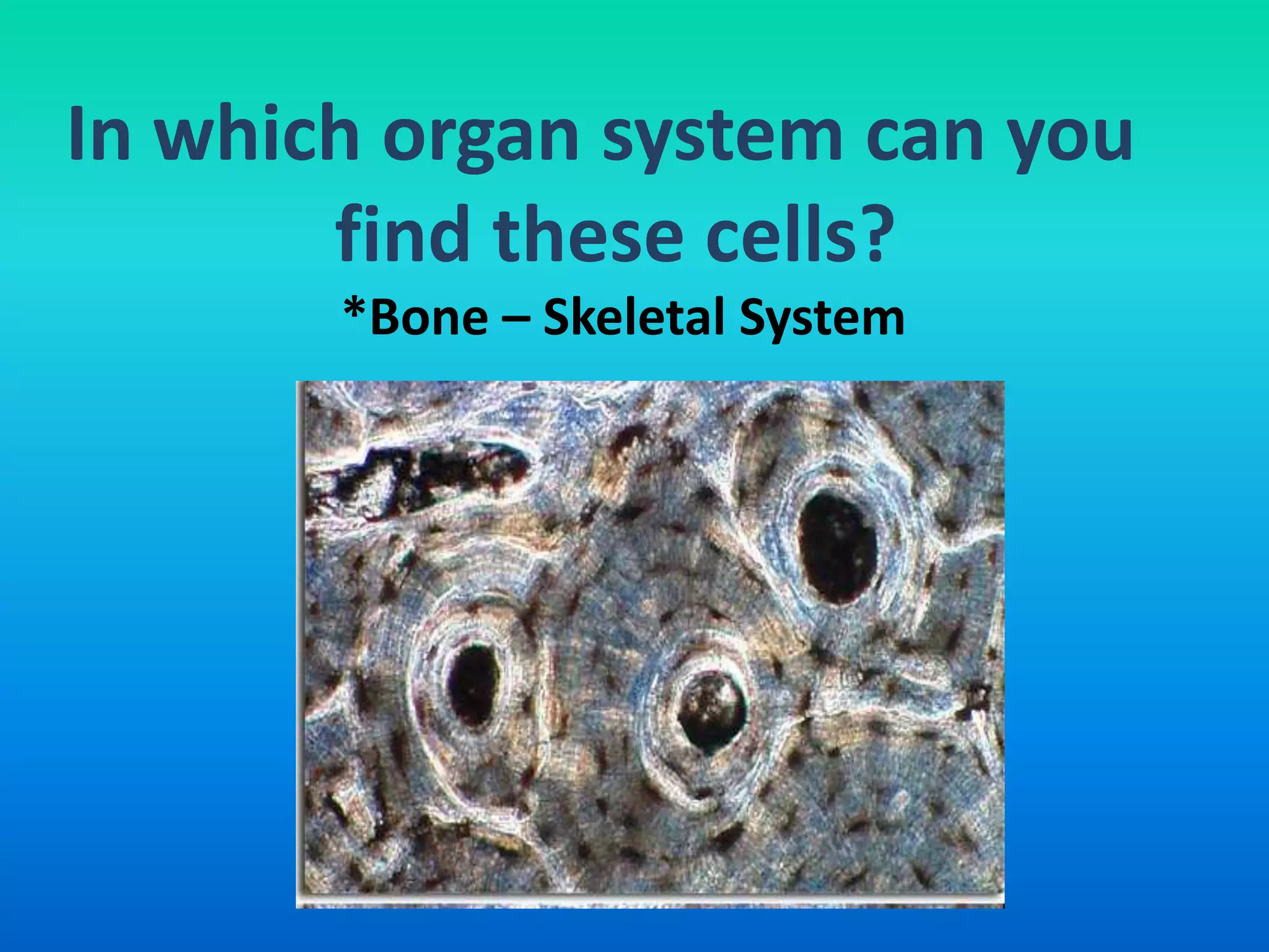In which organ system can you
       find these cells?
       *Bone – Skeletal System
 