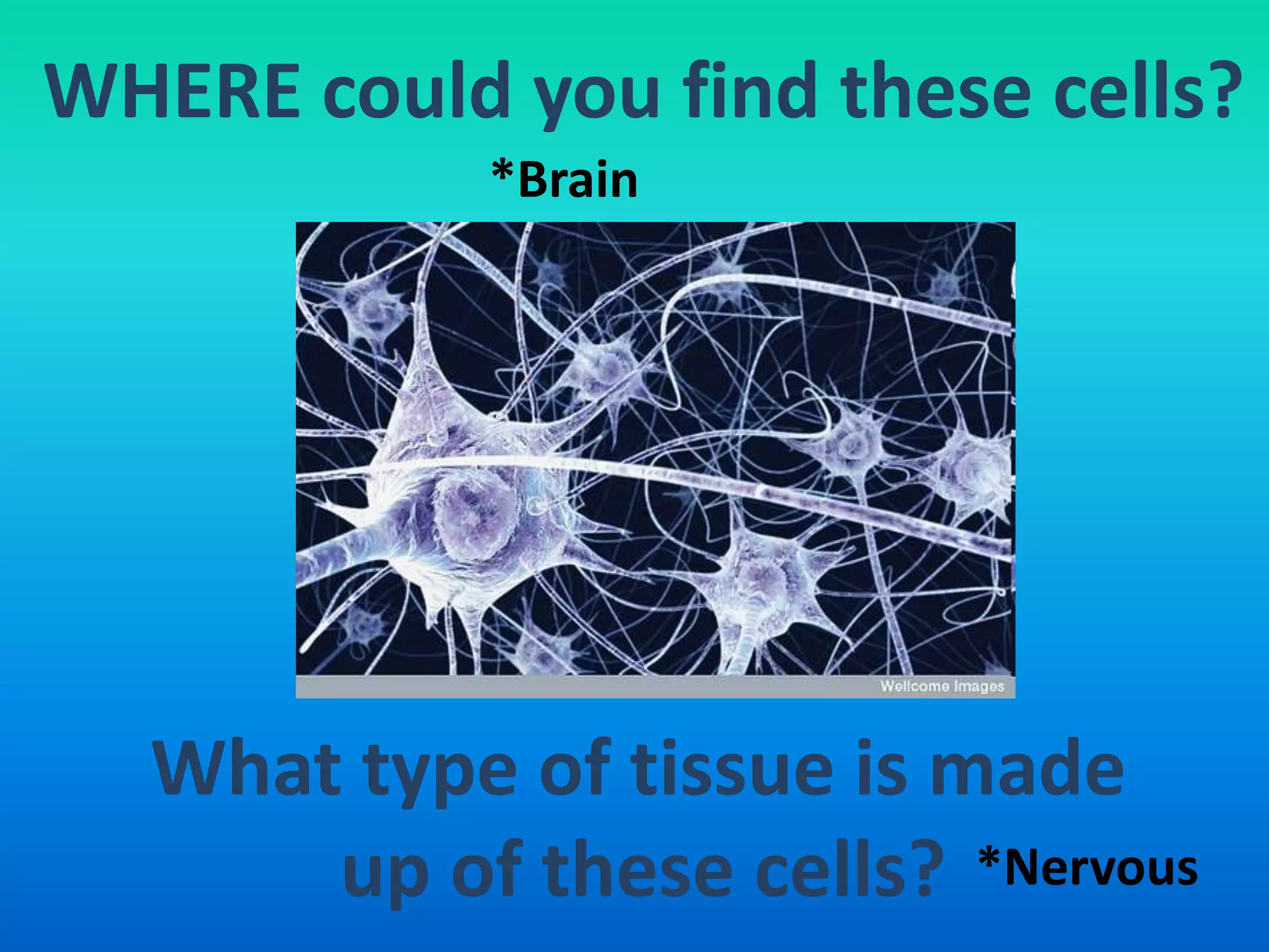 WHERE could you find these cells?
            *Brain




  What type of tissue is made
      up of these cells? *Nervous
 