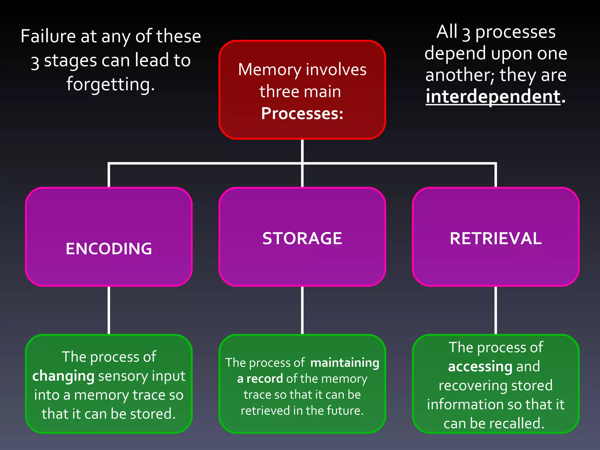 Failure at any of these 3 stages can lead to forgetting.   All 3 processes depend upon one another; they are  interdependent . Memory involves three main  Processes: ENCODING STORAGE RETRIEVAL The process of  changing  sensory input into a memory trace so that it can be stored. The process of  maintaining  a   record  of the memory trace so that it can be retrieved in the future. The process of  accessing  and  recovering stored information so that it can be recalled.  
