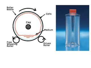unit_1SCALE_UP_OF_ANIMAL_CELL_CULTURE (1).ppt