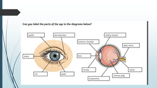 Unit 1 the senses | PPTX