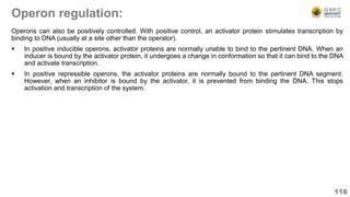 Operon regulation:
Operons can also be positively controlled. With positive control, an activator protein stimulates transcription by
binding to DNA (usually at a site other than the operator).
 In positive inducible operons, activator proteins are normally unable to bind to the pertinent DNA. When an
inducer is bound by the activator protein, it undergoes a change in conformation so that it can bind to the DNA
and activate transcription.
 In positive repressible operons, the activator proteins are normally bound to the pertinent DNA segment.
However, when an inhibitor is bound by the activator, it is prevented from binding the DNA. This stops
activation and transcription of the system.
116
 