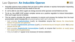 Lac Operon: An Inducible Operon
 Inducible operons have proteins that can bind to either activate or repress transcription depending
on the local environment and the needs of the cell.
 E. coli is able to use other sugars as energy sources when glucose concentrations are low.
 To do so, the cAMP–CAP protein complex serves as a positive regulator to induce transcription.
One such sugar source is lactose.
 The lac operon encodes the genes necessary to acquire and process the lactose from the local
environment, which includes the structural genes lacZ, lacY, and lacA.
 lacZ encodes β-galactosidase (LacZ), an intracellular enzyme that cleaves the disaccharide
lactose into glucose and galactose.
 lacY encodes β-galactoside permease (LacY), a membrane-bound transport protein that pumps
lactose into the cell.
 lacA encodes β-galactoside transacetylase (LacA), an enzyme that transfers an acetyl group
from acetyl-CoA to β-galactosides.
 Only lacZ and lacY appear to be necessary for lactose catabolism.
117
 