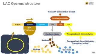 LAC Operon: structure
119
Operator LacZ LacY LacA
CAP site
RNA
Polymerase
Promoter
β-galactosidase
Glucose Galactose
Lactose permease
Transport lactose inside the cell
Thiogalactoside transacetylase
Removes toxic thiogalactosides
Transported by LacY
Lactose
 