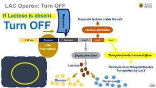 LAC Operon: Turn OFF
120
Operator LacZ LacY LacA
CAP site
RNA
Polymerase
Promoter
β-galactosidase
Glucose Galactose
Lactose permease
Transport lactose inside the cell
Thiogalactoside transacetylase
Removes toxic thiogalactosides
Transported by LacY
Turn OFF
If Lactose is absent
Repressor
Lactose
 
