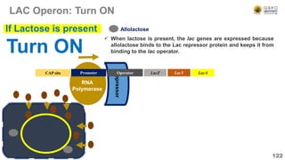 Repressor
LAC Operon: Turn ON
122
Operator LacZ LacY LacA
CAP site
RNA
Polymerase
Promoter
Turn ON
If Lactose is present
 When lactose is present, the lac genes are expressed because
allolactose binds to the Lac repressor protein and keeps it from
binding to the lac operator.
Allolactose
 