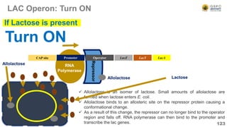 Repressor
LAC Operon: Turn ON
123
Operator LacZ LacY LacA
CAP site
RNA
Polymerase
Promoter
Turn ON
If Lactose is present
 Allolactose is an isomer of lactose. Small amounts of allolactose are
formed when lactose enters E. coli.
 Allolactose binds to an allosteric site on the repressor protein causing a
conformational change.
 As a result of this change, the repressor can no longer bind to the operator
region and falls off. RNA polymerase can then bind to the promoter and
transcribe the lac genes.
Allolactose
Allolactose
Lactose
 