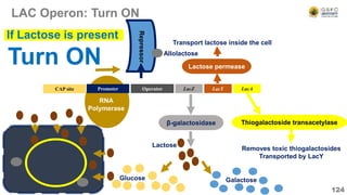 LAC Operon: Turn ON
124
Operator LacZ LacY LacA
CAP site
RNA
Polymerase
Promoter
β-galactosidase
Lactose permease
Transport lactose inside the cell
Thiogalactoside transacetylase
Removes toxic thiogalactosides
Transported by LacY
Turn ON
If Lactose is present
Repressor
Glucose Galactose
Lactose
Allolactose
 