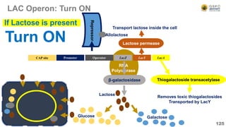 RNA
Polymerase
LAC Operon: Turn ON
125
Operator LacZ LacY LacA
CAP site Promoter
β-galactosidase
Lactose permease
Transport lactose inside the cell
Thiogalactoside transacetylase
Removes toxic thiogalactosides
Transported by LacY
Turn ON
If Lactose is present
Repressor
Glucose Galactose
Lactose
Allolactose
 