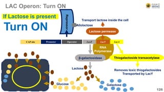 RNA
Polymerase
LAC Operon: Turn ON
126
Operator LacZ LacY LacA
CAP site Promoter
β-galactosidase
Lactose permease
Transport lactose inside the cell
Thiogalactoside transacetylase
Removes toxic thiogalactosides
Transported by LacY
Turn ON
If Lactose is present
Repressor
Glucose Galactose
Lactose
Allolactose
 