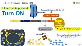 RNA
Polymerase
LAC Operon: Turn ON
127
Operator LacZ LacY LacA
CAP site Promoter
β-galactosidase
Lactose permease
Transport lactose inside the cell
Thiogalactoside transacetylase
Removes toxic thiogalactosides
Transported by LacY
Turn ON
If Lactose is present
Repressor
Glucose Galactose
Lactose
Allolactose
 