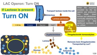 RNA
Polymerase
LAC Operon: Turn ON
128
Operator LacZ LacY LacA
CAP site Promoter
β-galactosidase
Lactose permease
Transport lactose inside the cell
Thiogalactoside transacetylase
Removes toxic thiogalactosides
Transported by LacY
Turn ON
If Lactose is present
Repressor
Glucose Galactose
Lactose
Allolactose
When the enzymes
encoded by the lac
operon are produced,
they break down
lactose and allolactose,
eventually releasing the
repressor to stop
additional synthesis of
lac mRNA.
 