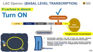 RNA
Polymerase
130
LacZ LacY LacA
CAP site Promoter
β-galactosidase
Lactose permease
Thiogalactoside transacetylase
Turn ON
If Lactose is absent
Repressor
Operator
LAC Operon: (BASAL LEVEL TRANSCRIPTION)
✓
 Occasionally repressor may fall of from the operator allowing
transcription of lac gene is referred as Basal level transcription.
 Because of level transcription, there is some amounts of lactose
permiase, β-galactosidase and Thiogalactoside transacetylase are
available inside the cell.
Allolactose
 