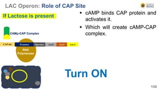 RNA
Polymerase
132
LacZ LacY LacA
CAP site Promoter
Turn ON
If Lactose is present
Operator
LAC Operon: Role of CAP Site
 cAMP binds CAP protein and
activates it.
 Which will create cAMP-CAP
complex.
CAMp-CAP Complex
 